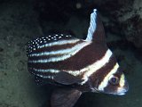 Curacao 04-12 236